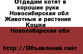 Отдадим котят в хорошие руки - Новосибирская обл. Животные и растения » Кошки   . Новосибирская обл.